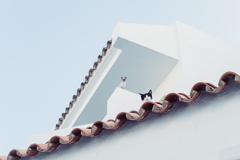 cats on a roof