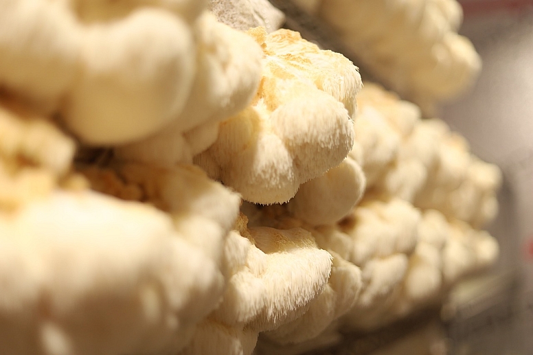 fungi for mycelium insulation