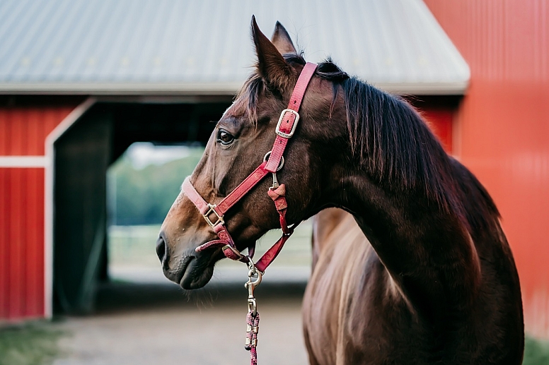 horse in a red barn