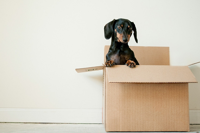 moving home with pets