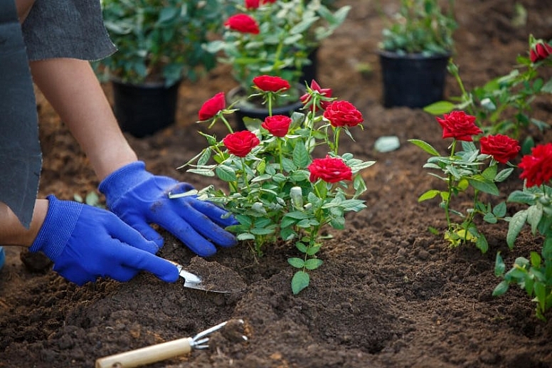 planting roses