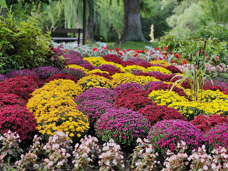 vibrant chrysanthemum display